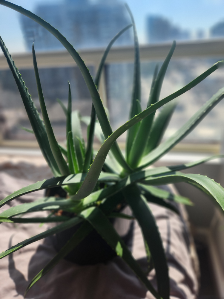Large Aloe Plant image indicator(2)
