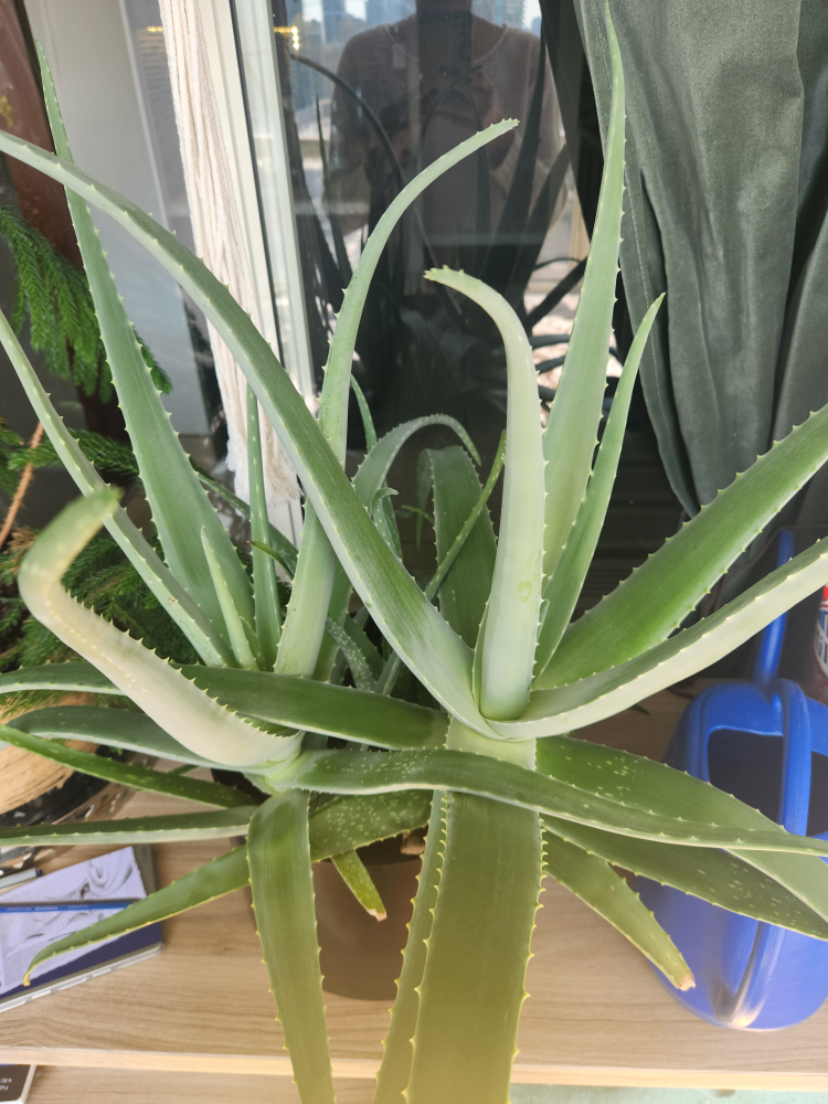 Large Aloe Plant image indicator(3)