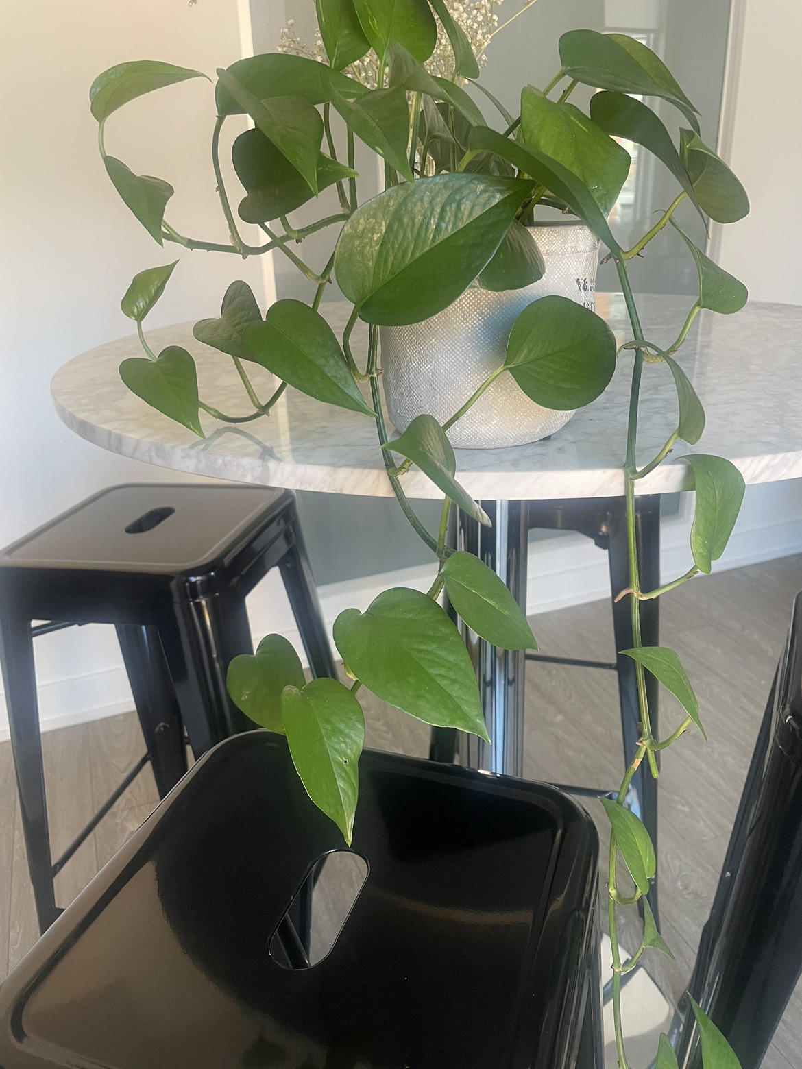 Growing pothos plant in pot 🌱🪴 image indicator(3)