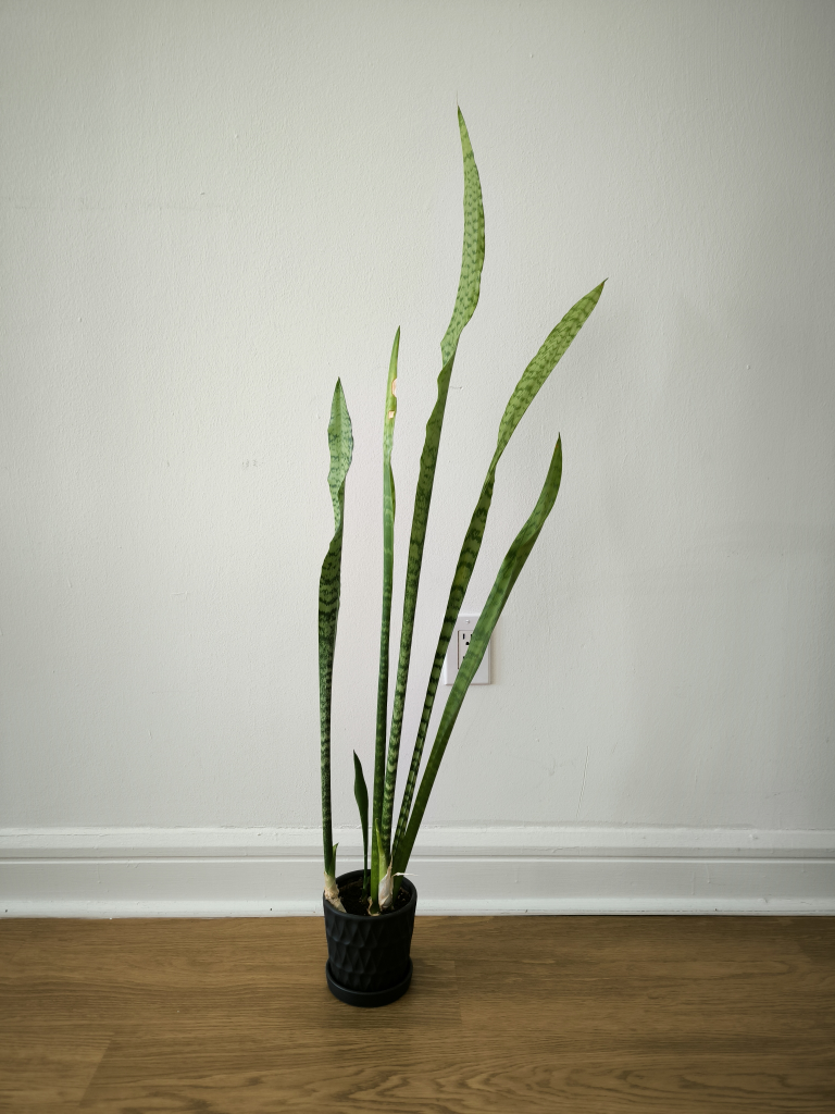 🥕Large Snake plant in textured ceramic black pot