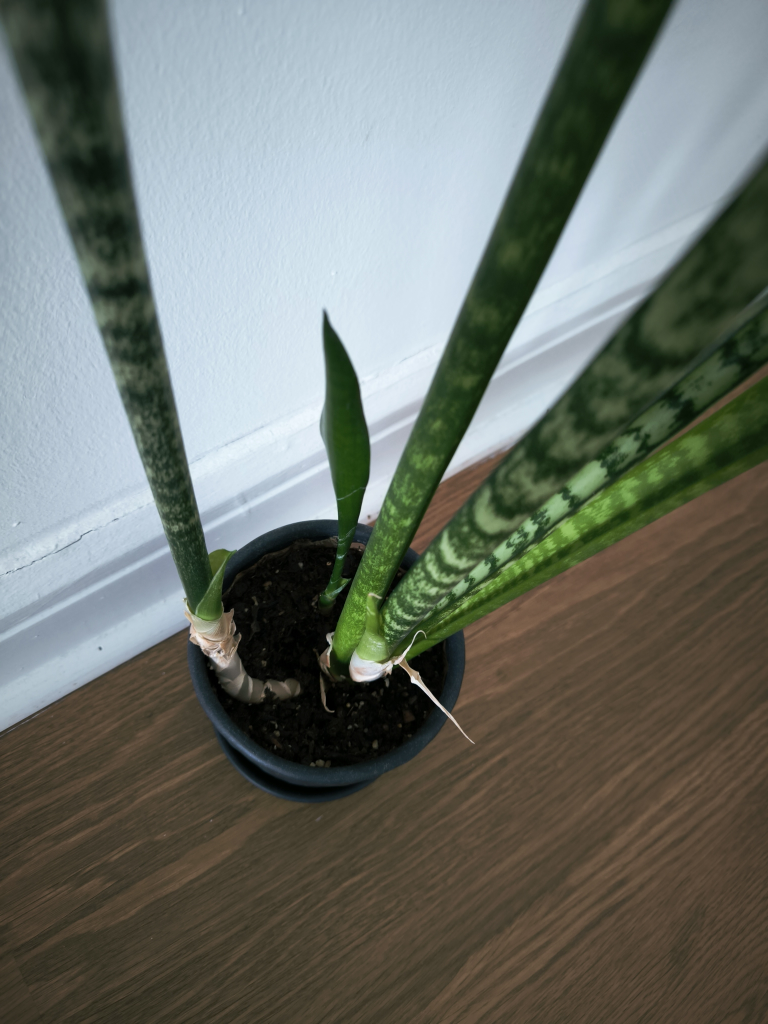 🥕Large Snake plant in textured ceramic black pot - photo 2