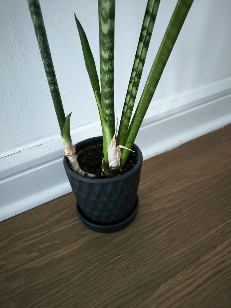 🥕Large Snake plant in textured ceramic black pot - photo 3