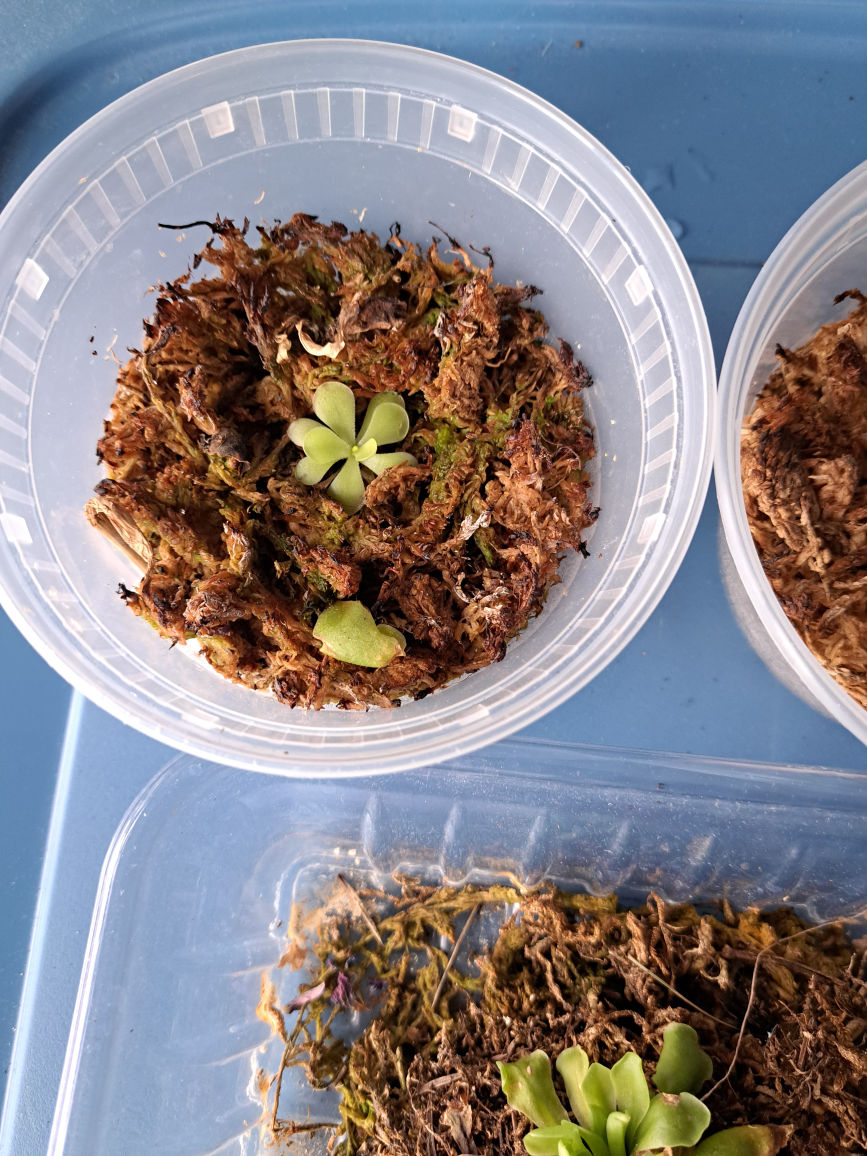 butterworts(pinguila) image indicator(4)