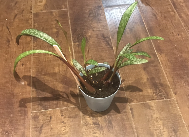 Leopard Lily Plant