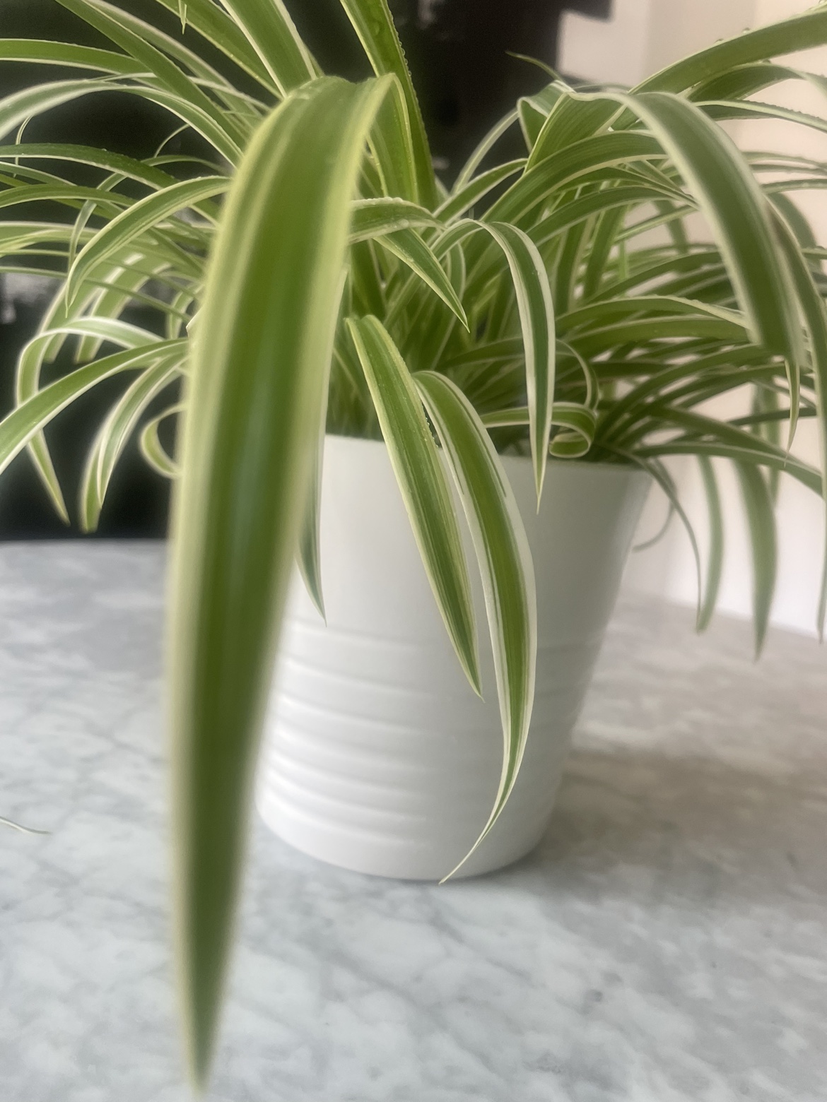 Beautiful spider plant in pot 🌱🪴 image indicator(6)