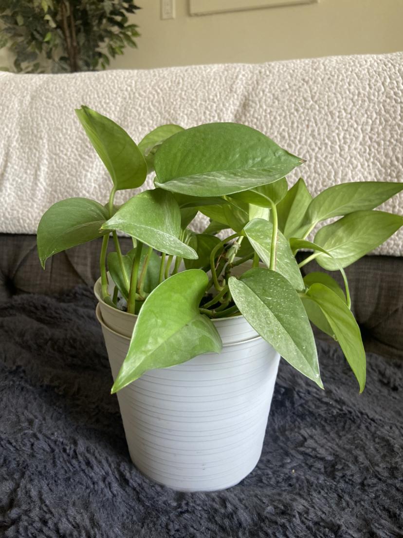 Pothos for Sale - regular and variegated thumbnail