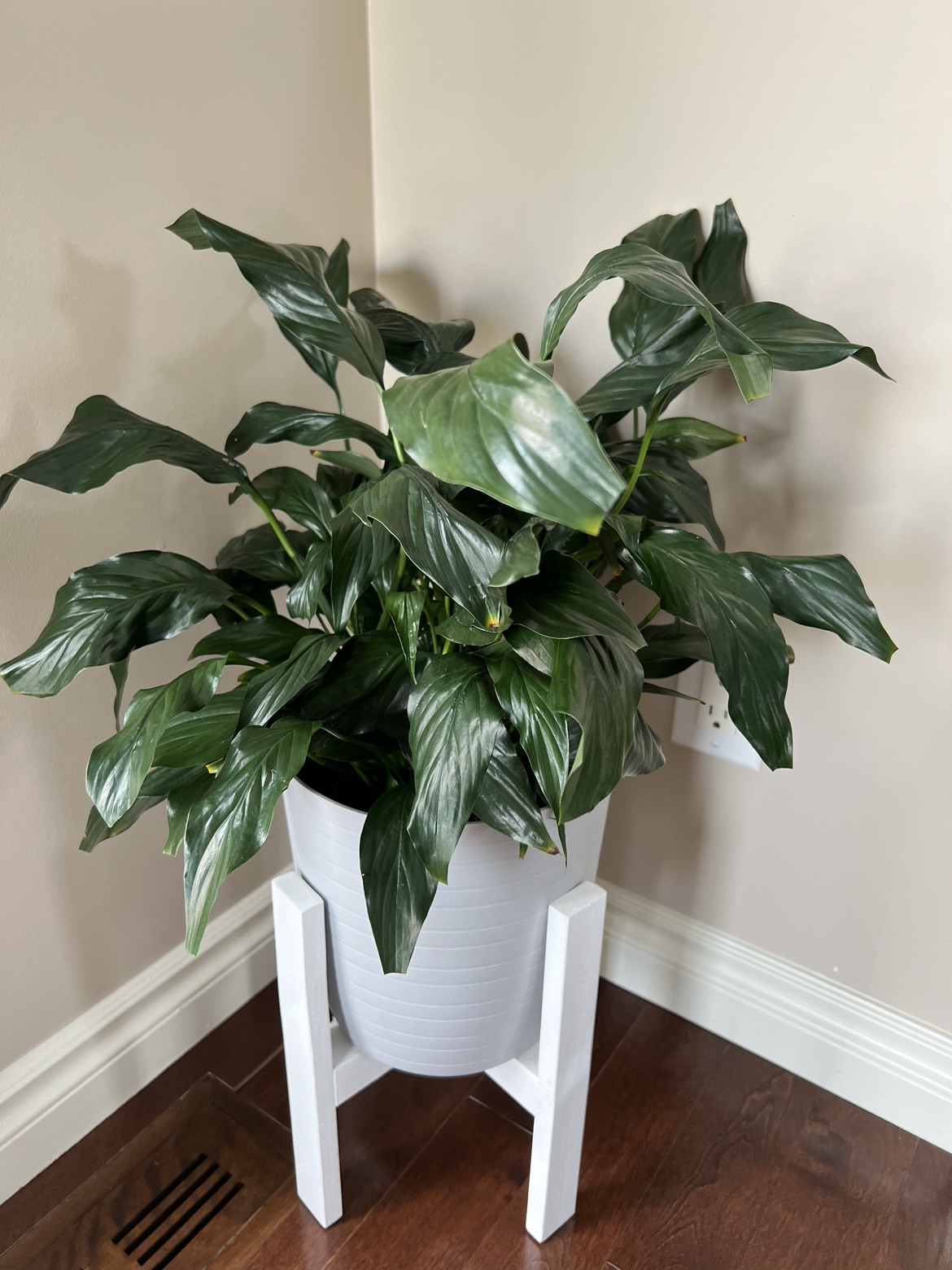 Healthy and beautiful real Peace Lily plant thumbnail