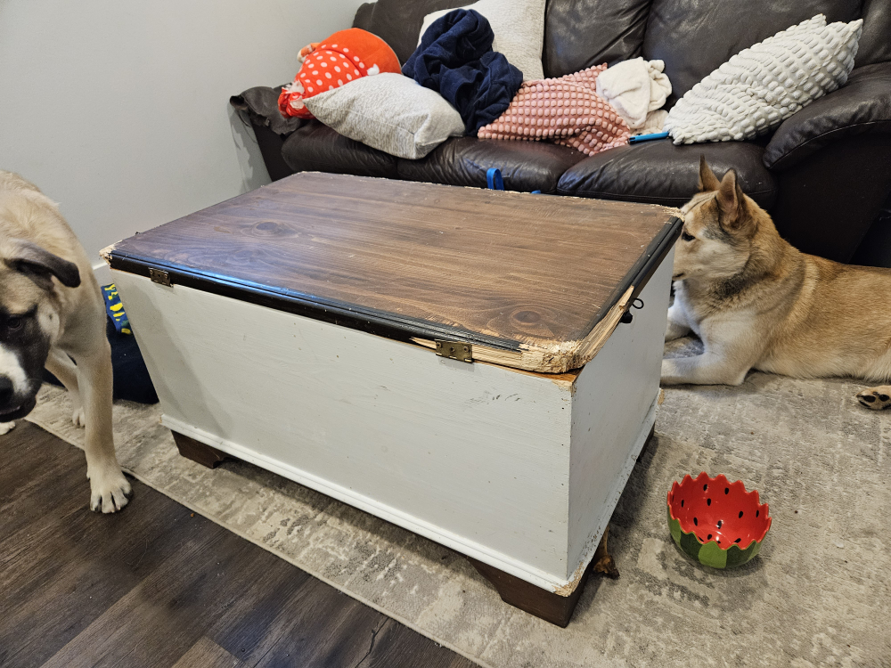 chewed up chest 🥕 - photo 2