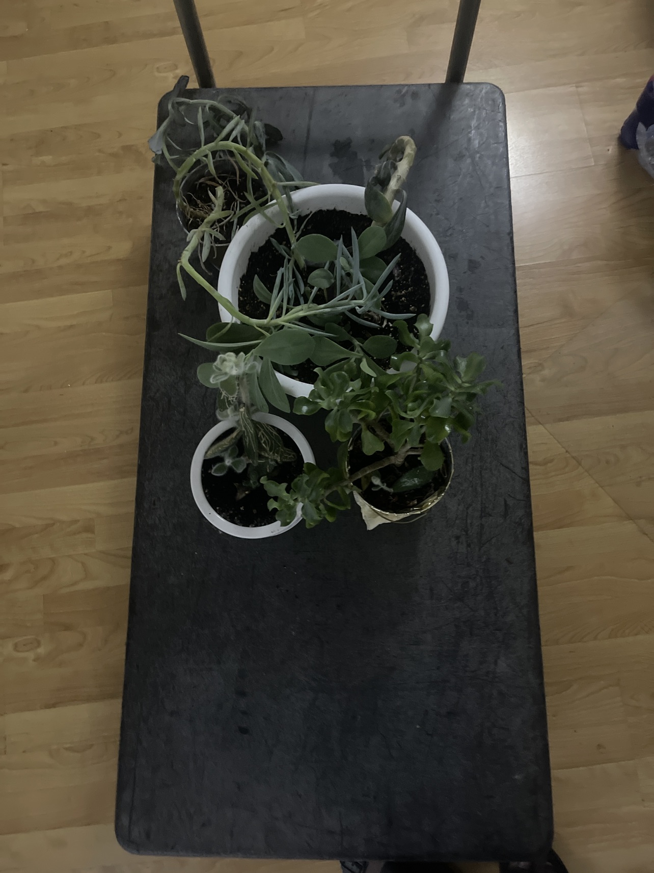 Free succulents plants