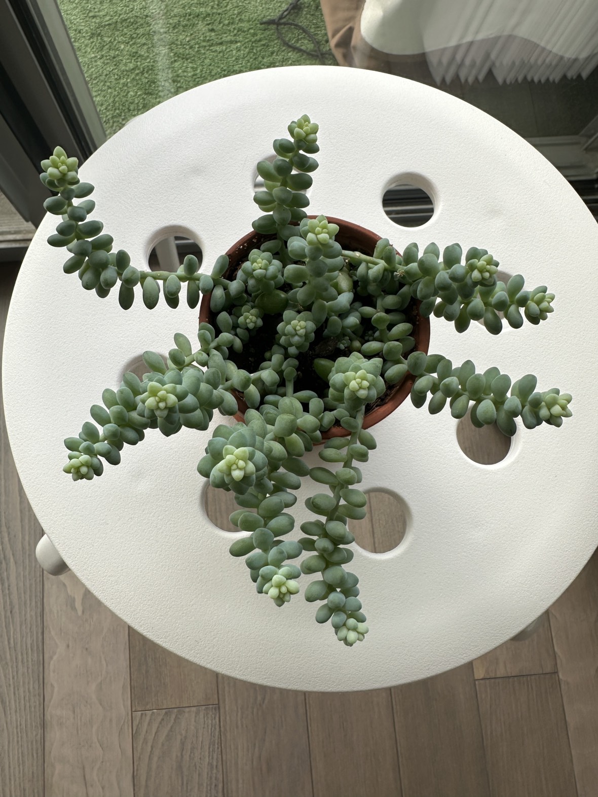 Sedum Burrito, aka Donkey Tail succulent - photo 3