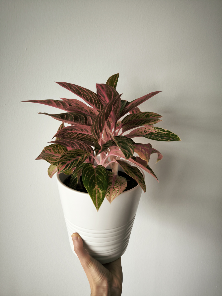 Aglanoema Pink Chinese Evergreen Plant in white ceramic pot