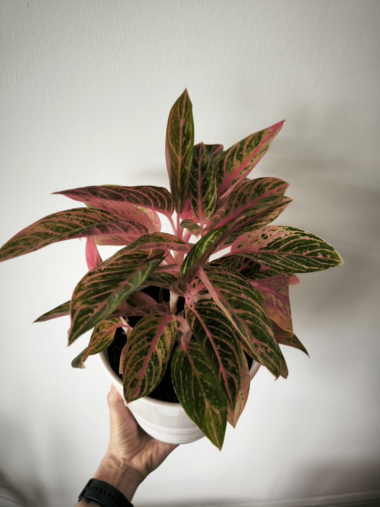 Aglanoema Pink Chinese Evergreen Plant in white ceramic pot - photo 2
