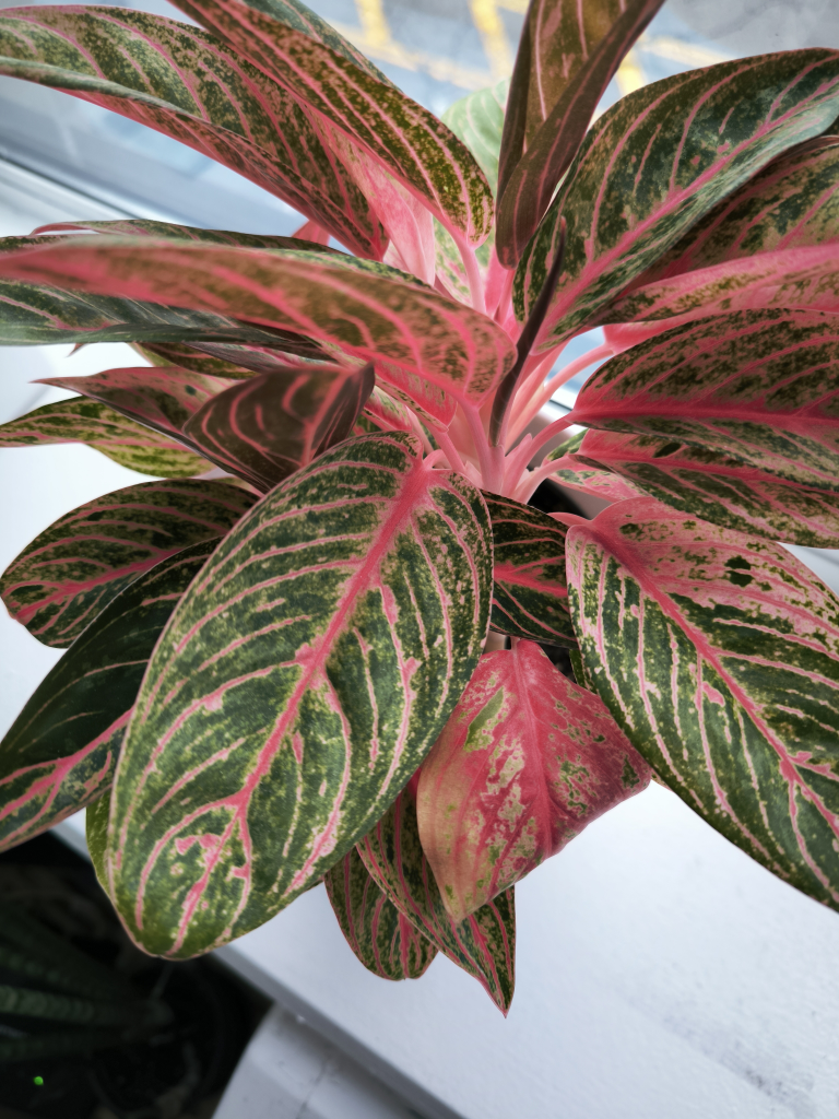 Aglanoema Pink Chinese Evergreen Plant in white ceramic pot - photo 3
