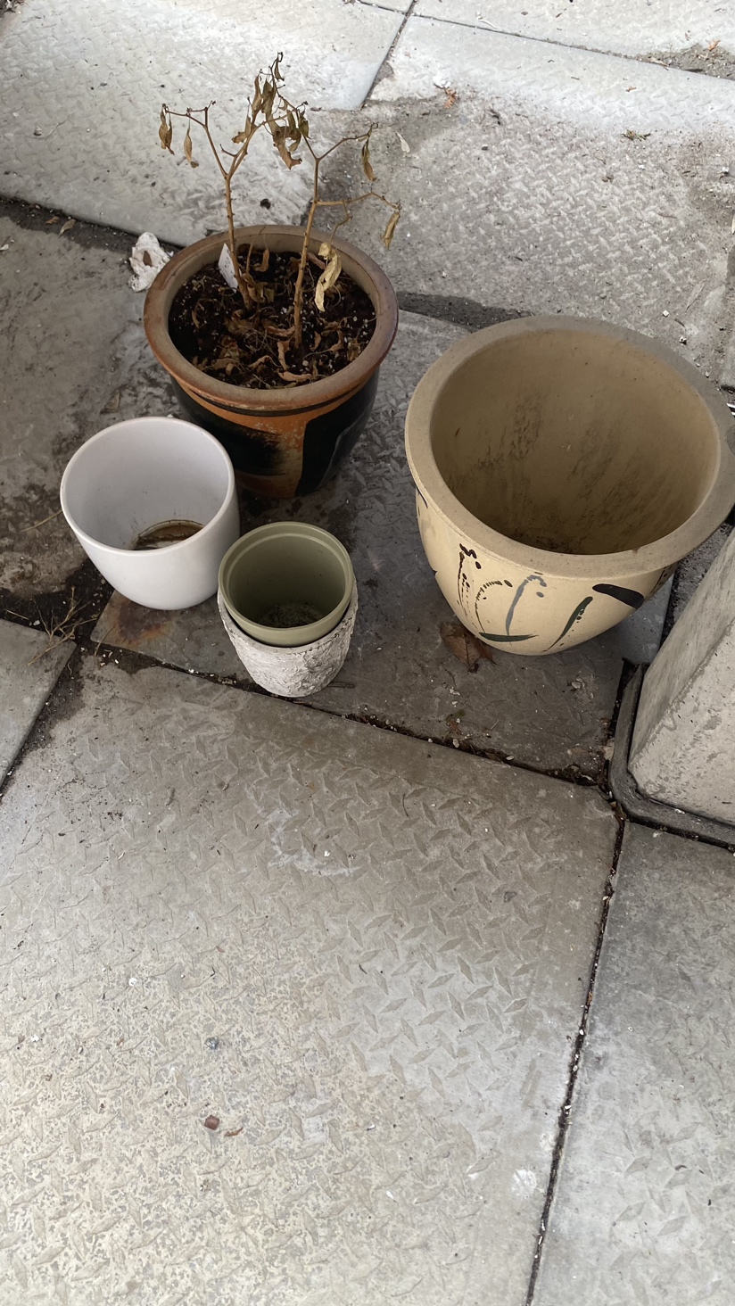 Flower pots🥕