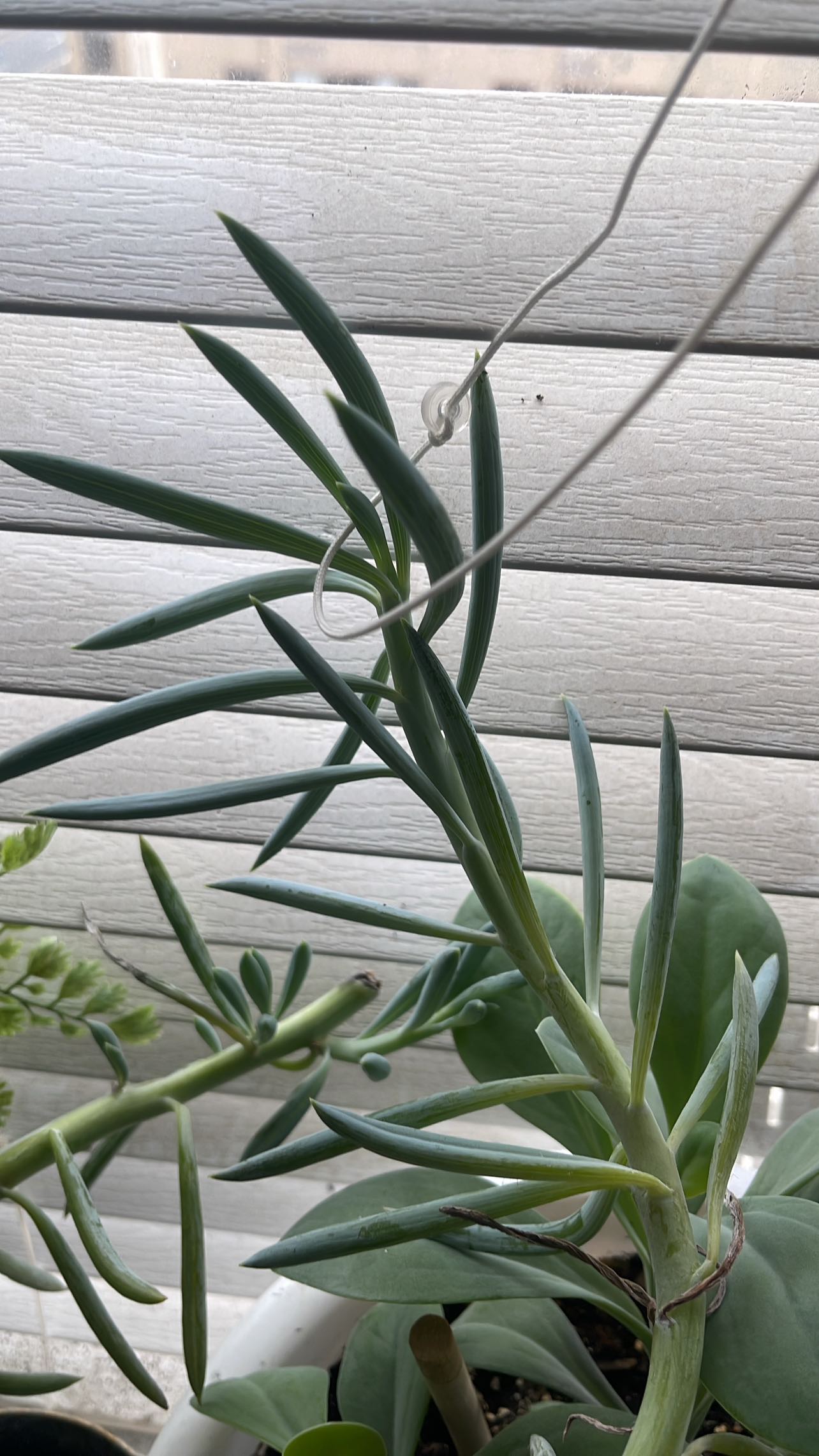 Free succulents plants - photo 4