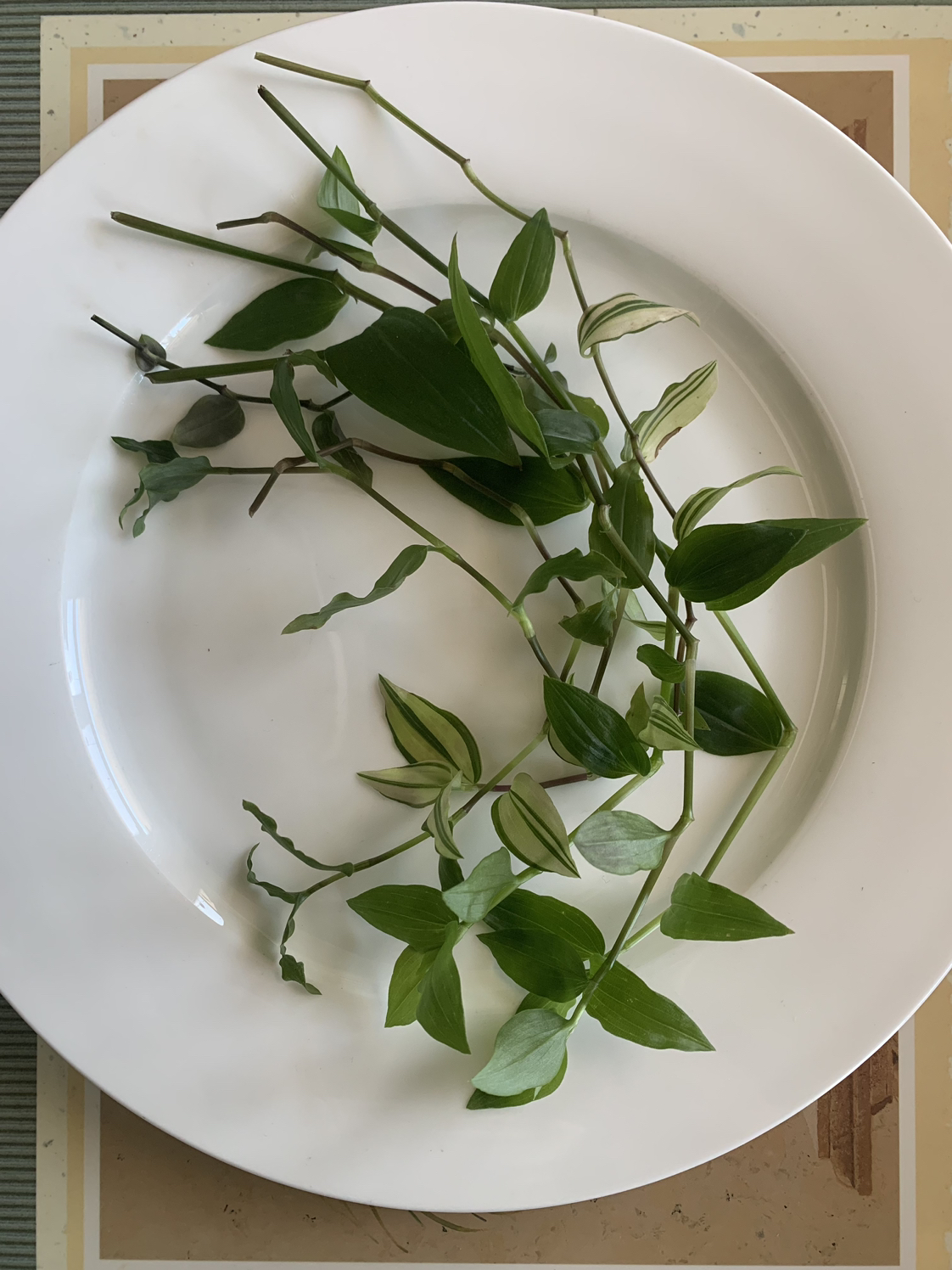 Spiderwort plant cutting #freecycle thumbnail