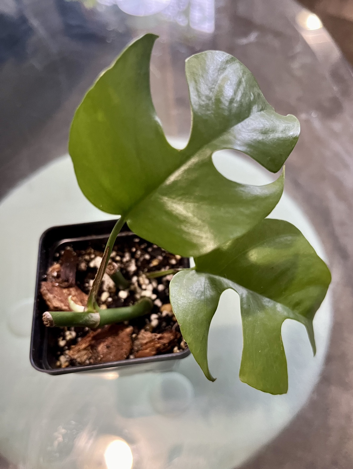 Rhaphidophora tetrasperma - photo 2
