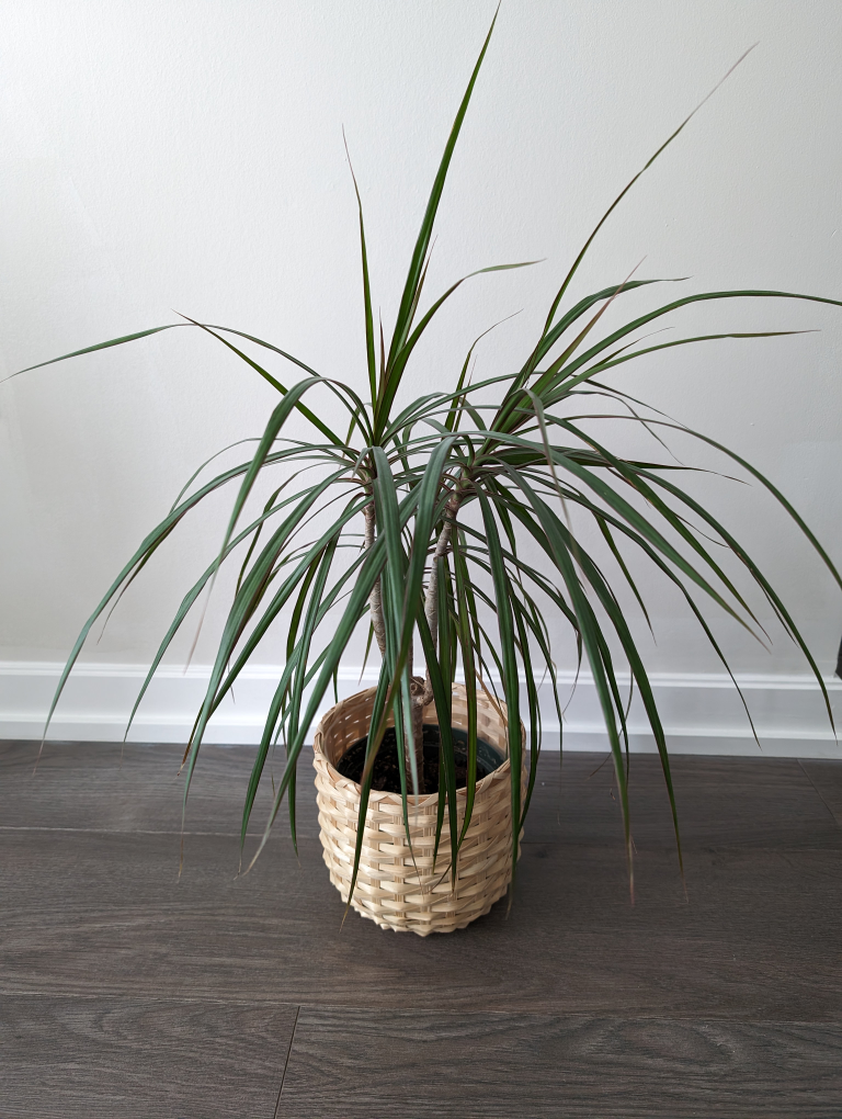 House plant with basket pot