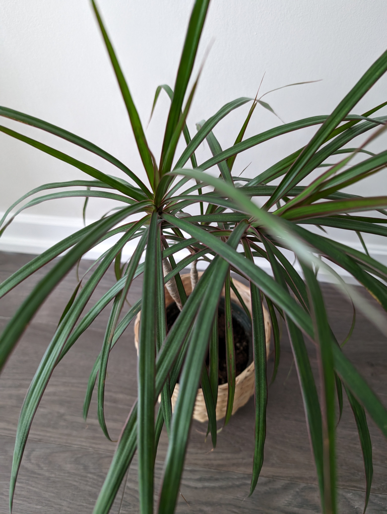 House plant with basket pot - photo 2
