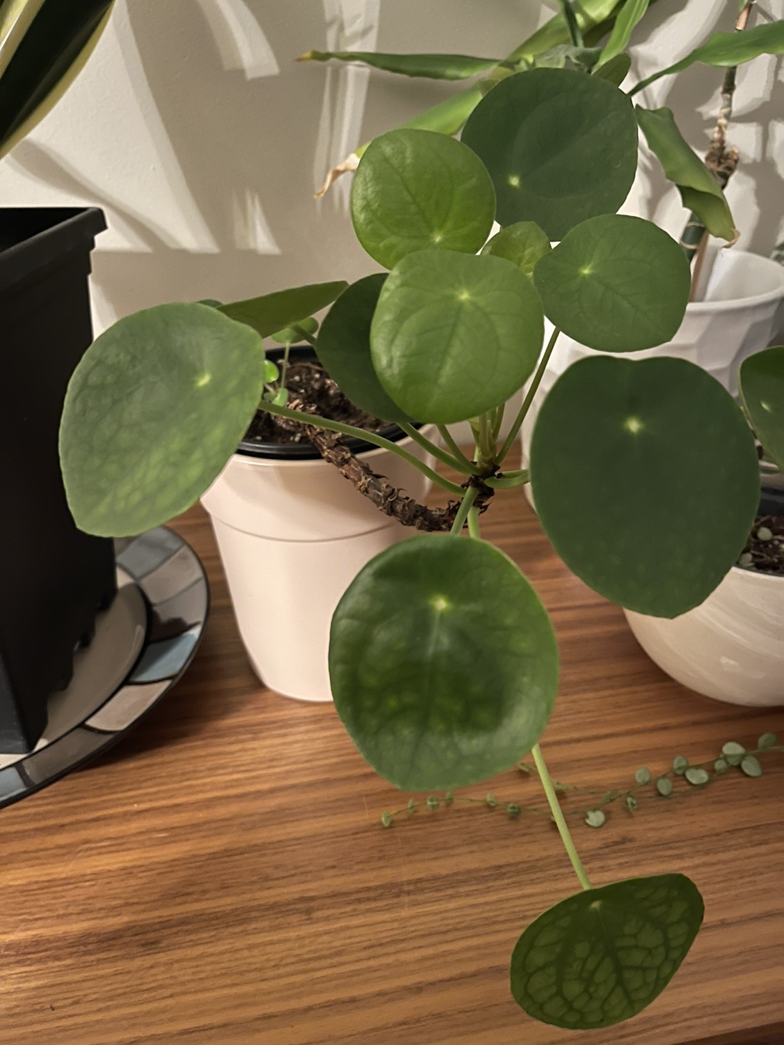 PILEA PLANT- Chinese money plant (small one only) image indicator(3)