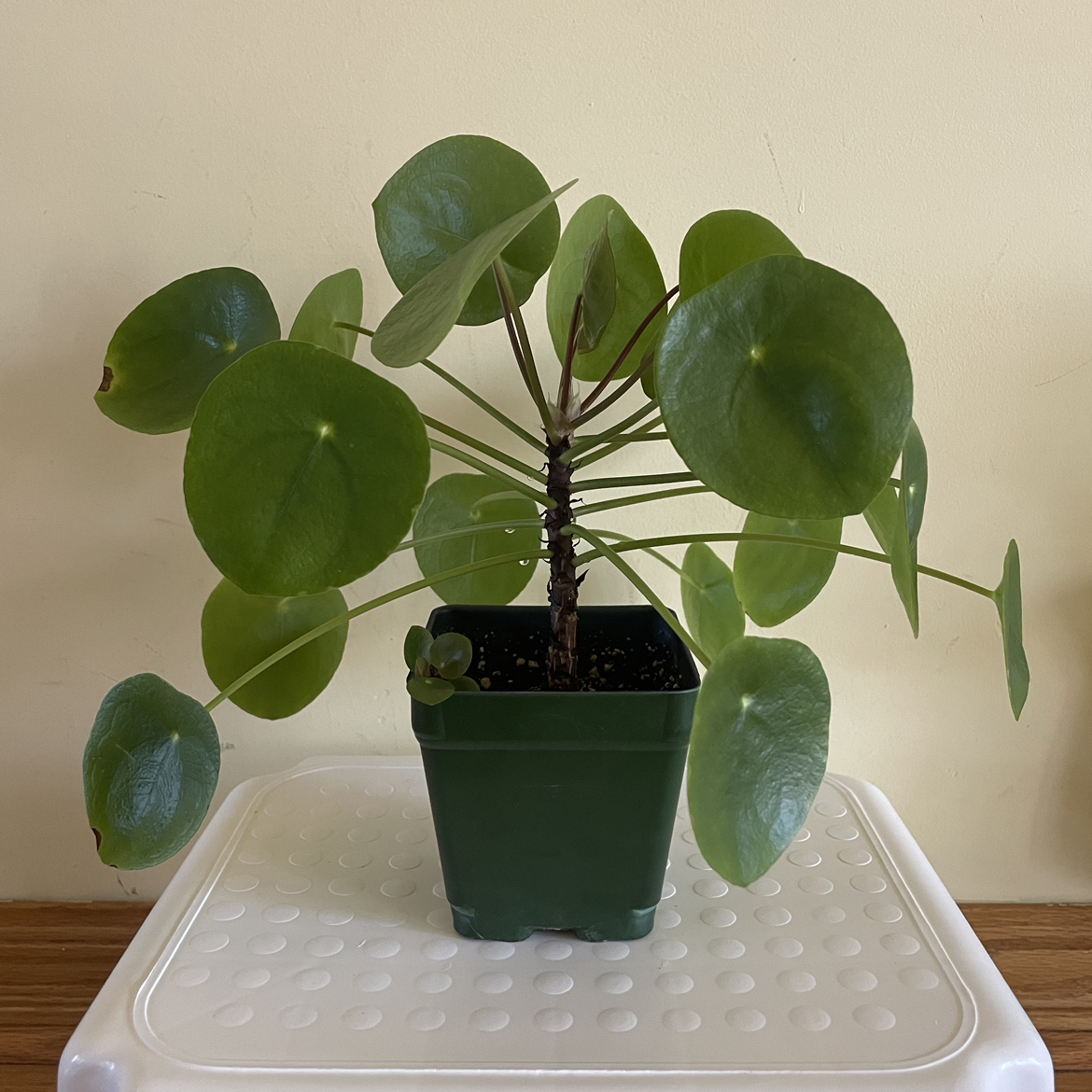 🪴Chinese Money Plant thumbnail