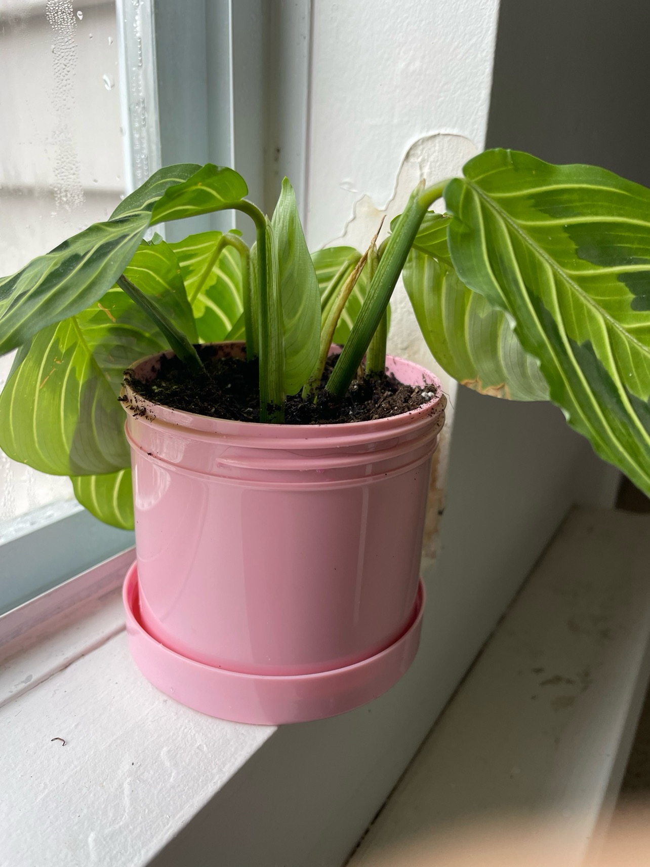Plant❗️Reduced - photo 5
