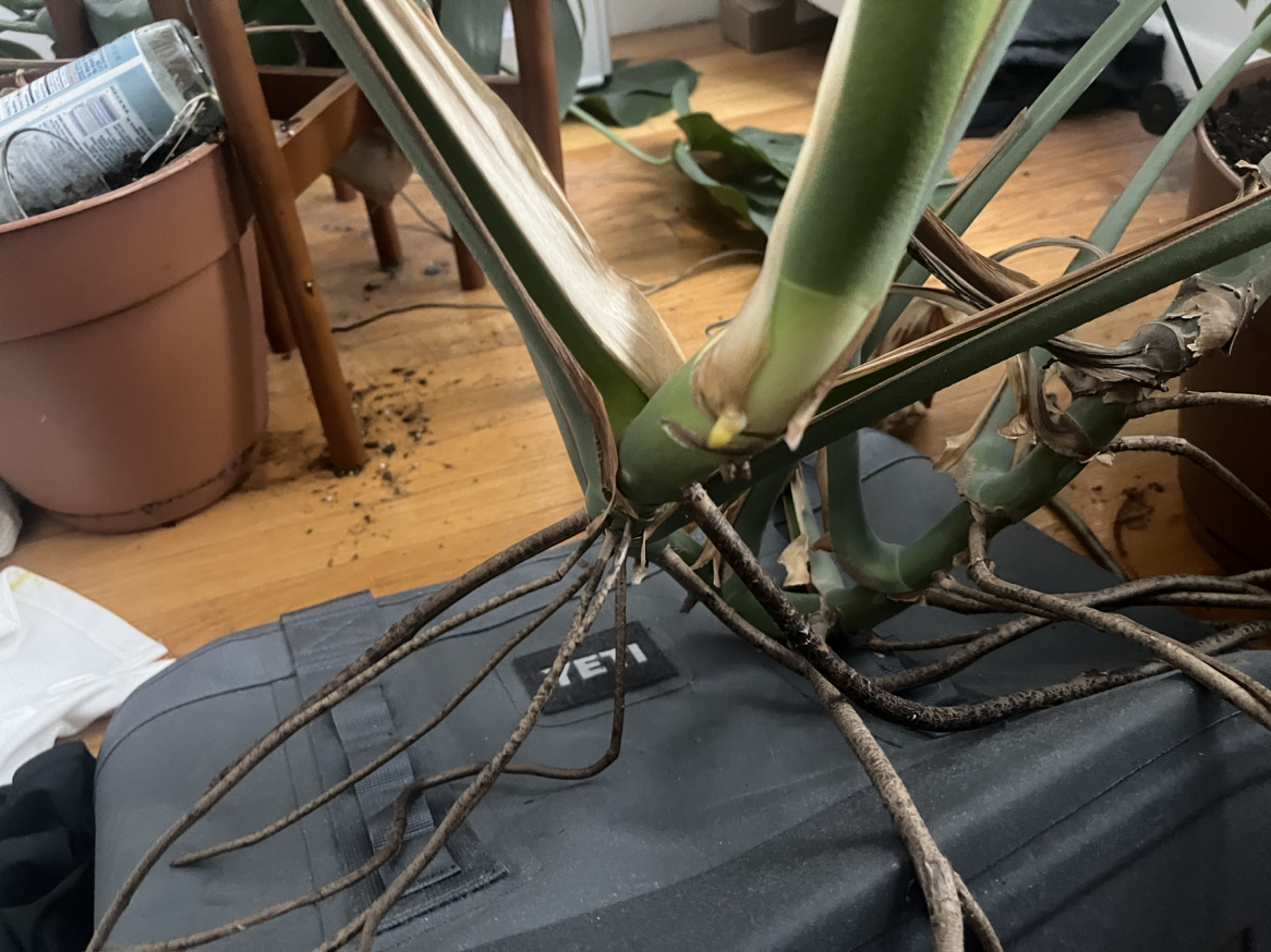 Monstera - photo 4