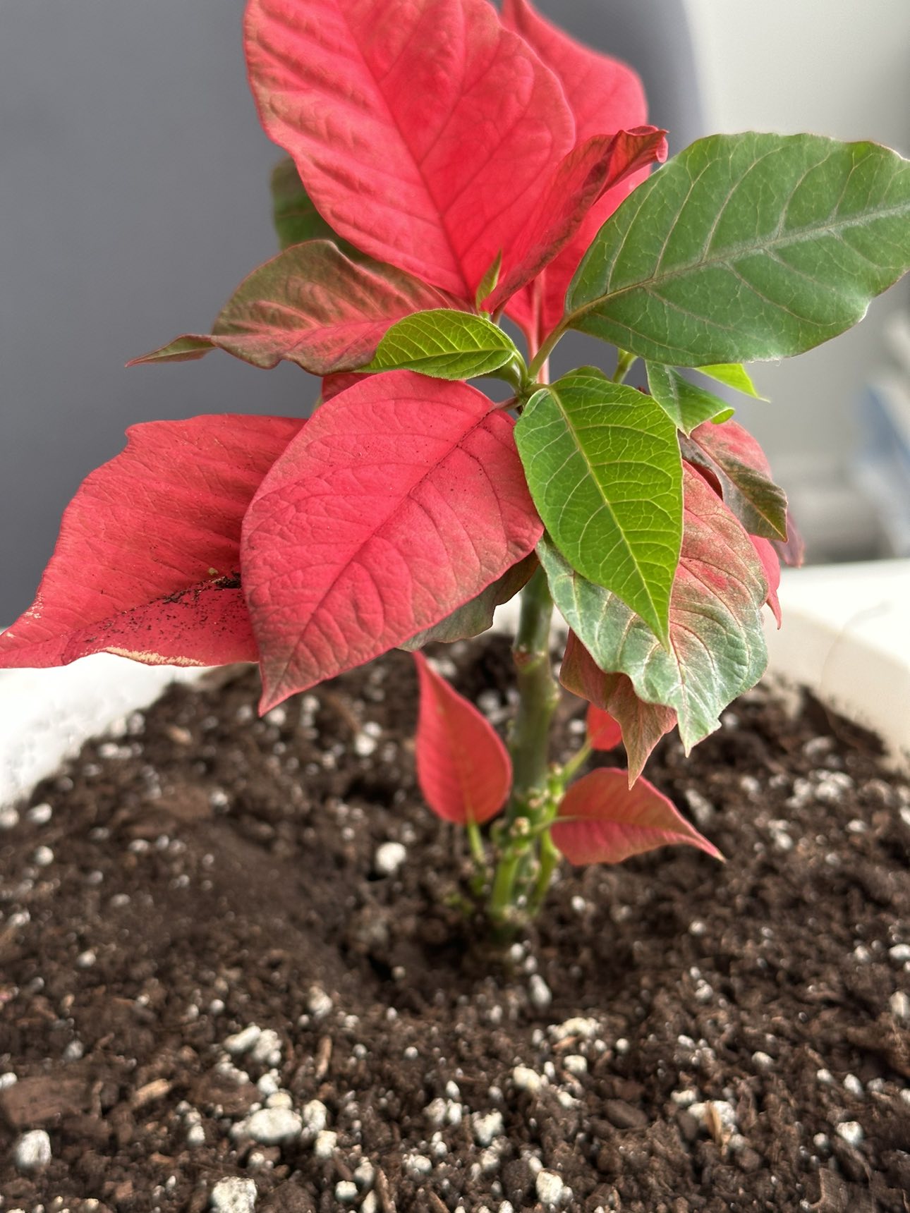 Poinsettia plant thumbnail