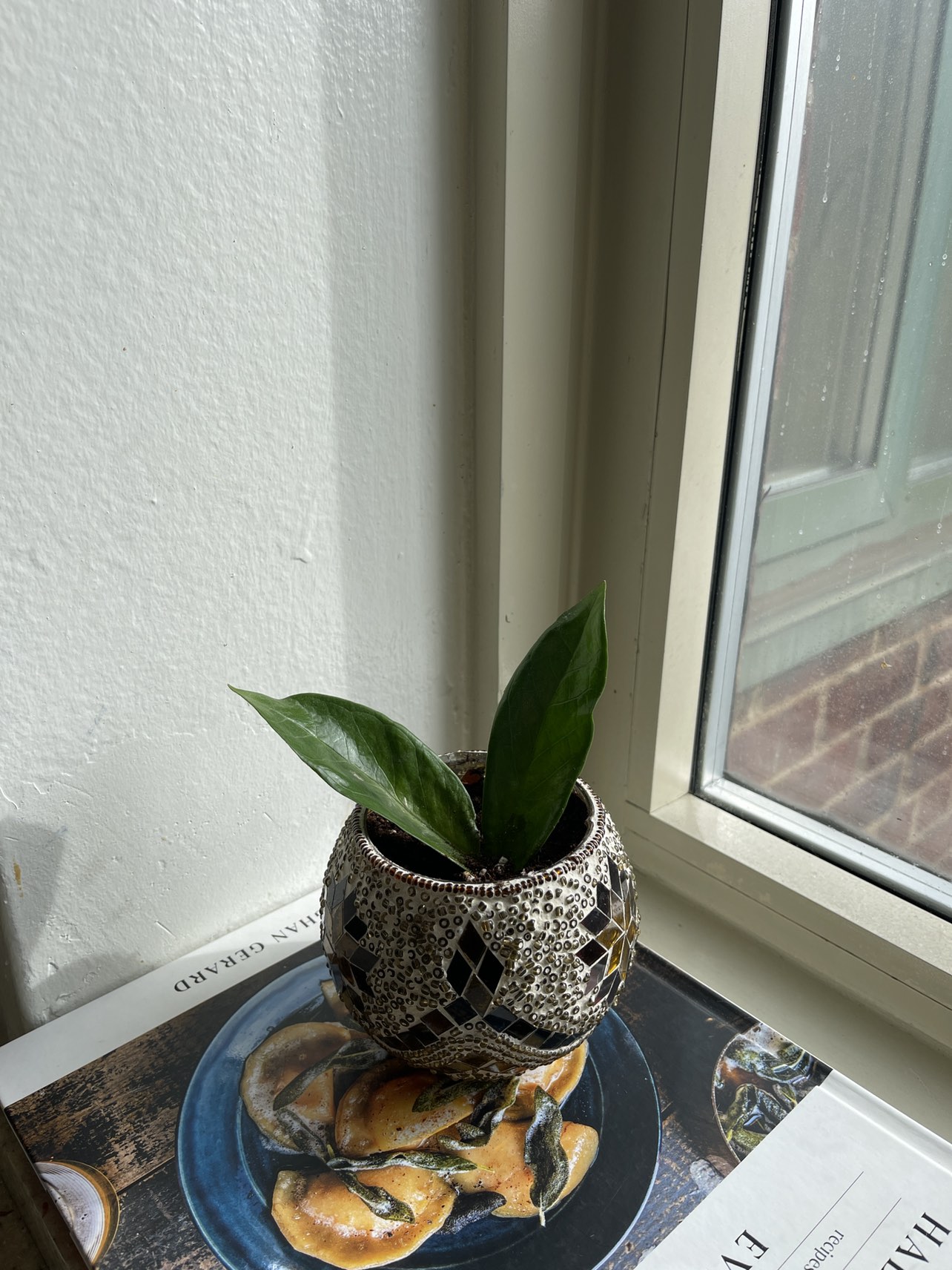 Zz Plant in Beaded Glass Pot - photo 2