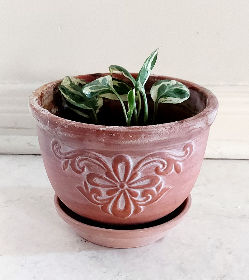 Pearl and Jade Plant and Pot thumbnail