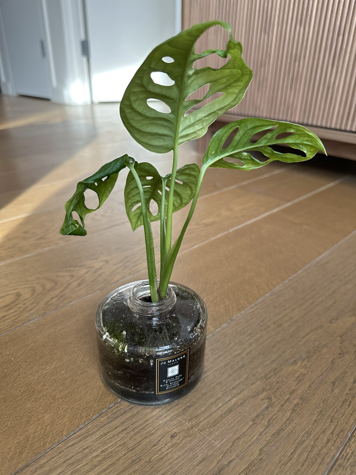 Swiss cheese plant in Jo Malone pot