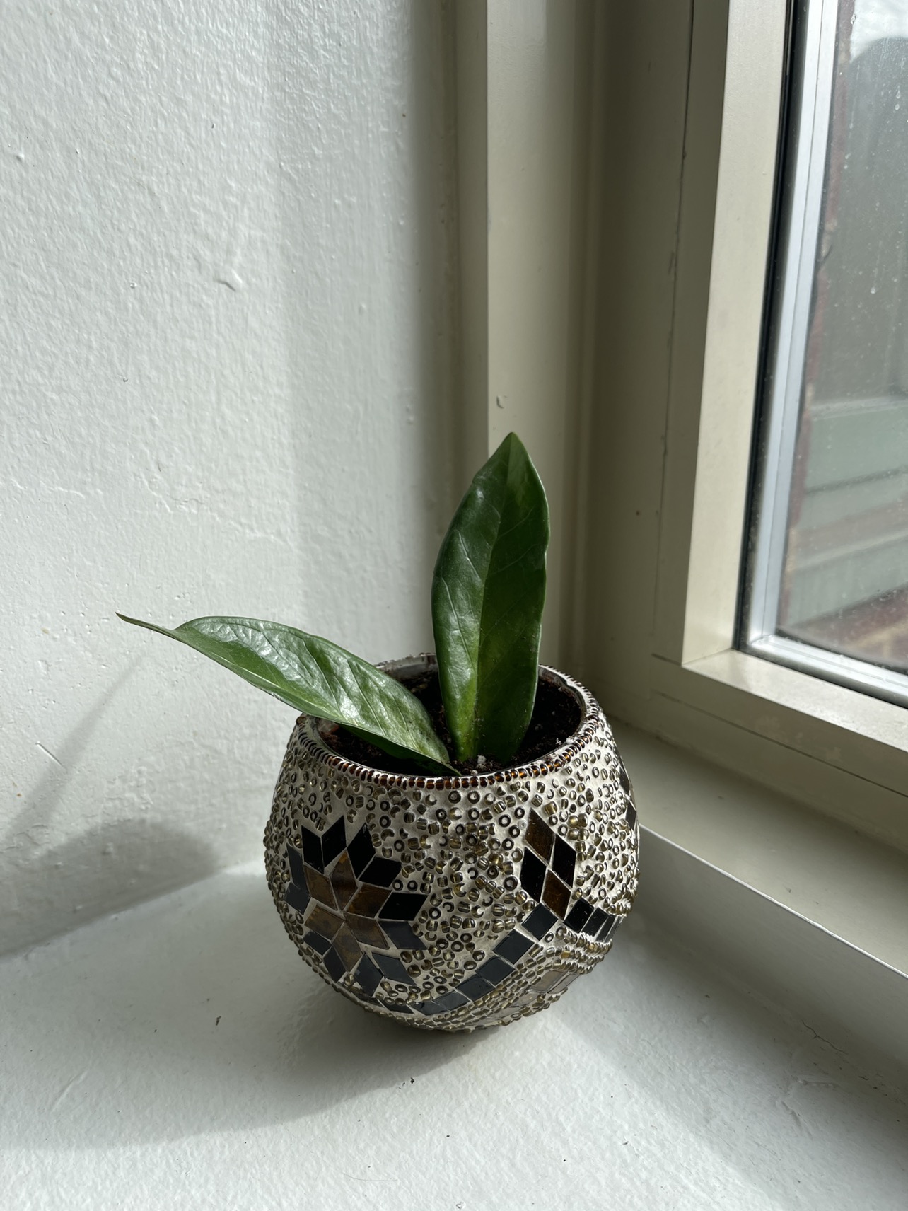 Zz Plant in Beaded Glass Pot