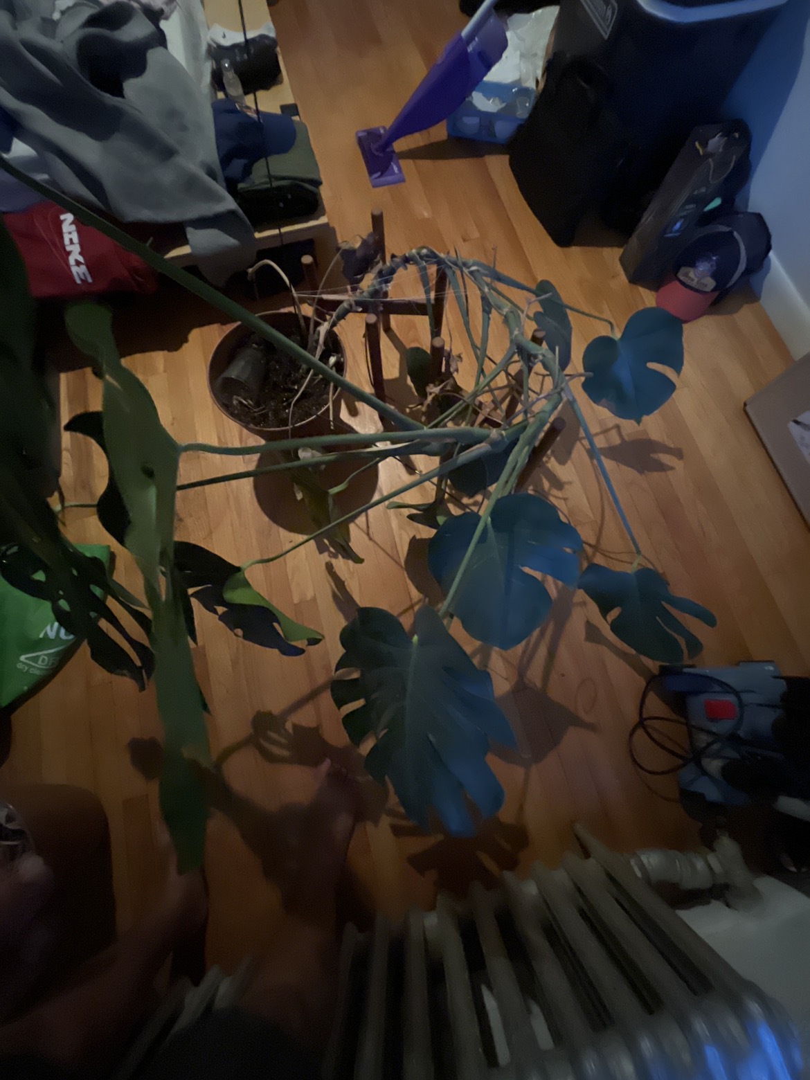 Huge Healthy Monstera - photo 2