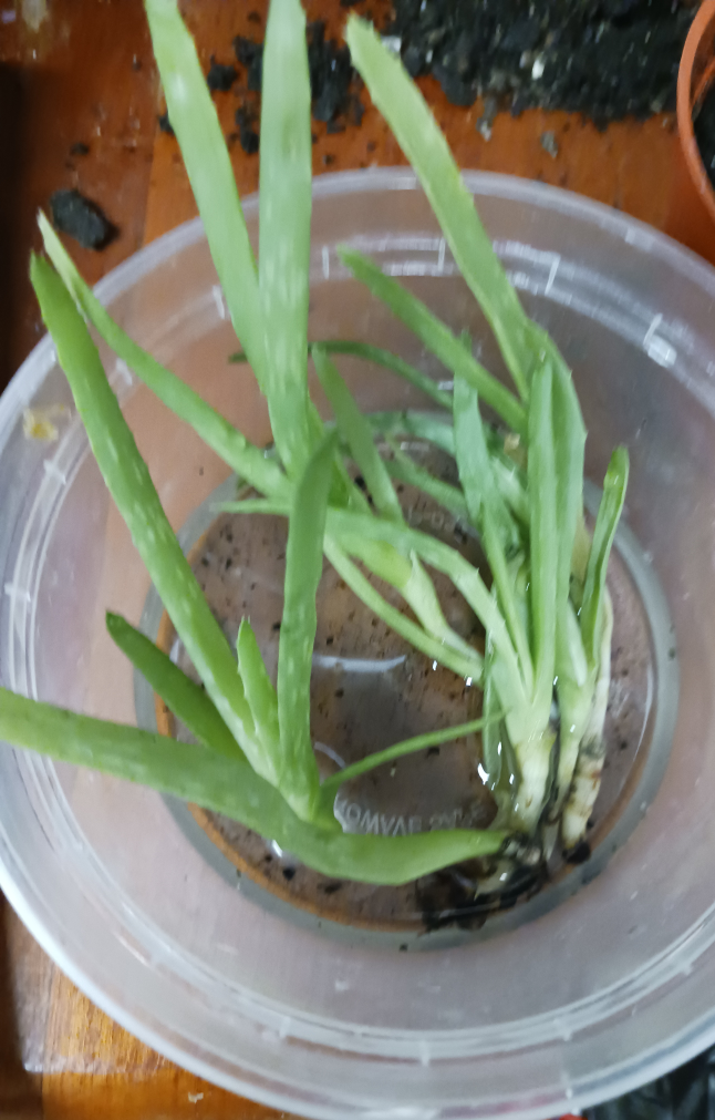 Freecycle , Baby Aloe Vera Plant thumbnail