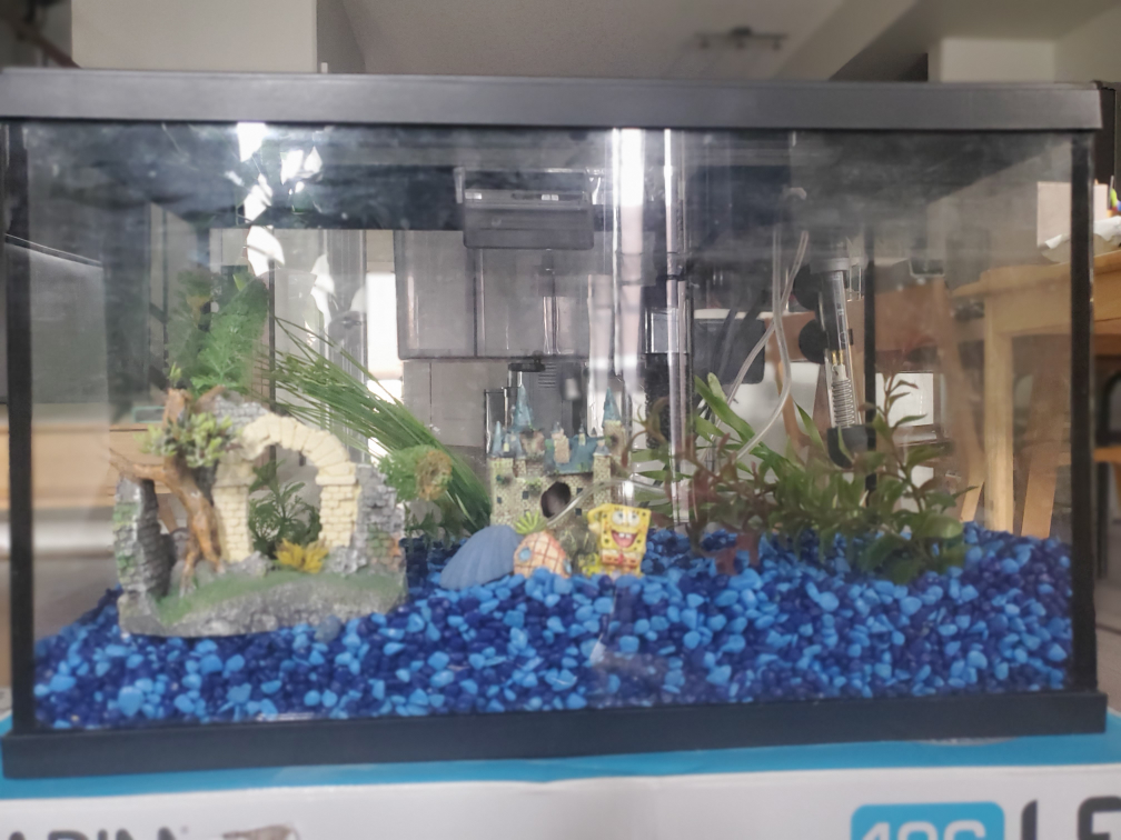 10G LED aquarium & supplies - photo 2