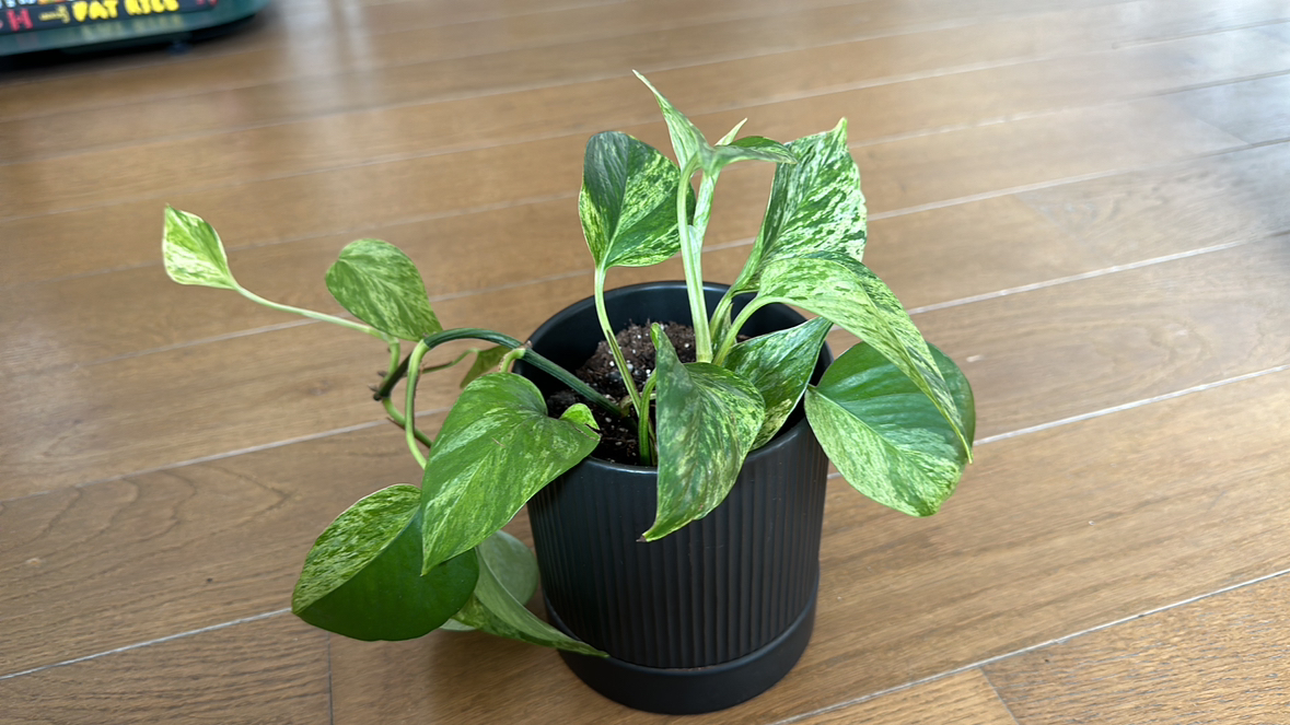 Marble Queen Pothos in 5 inch black ceramic pot thumbnail