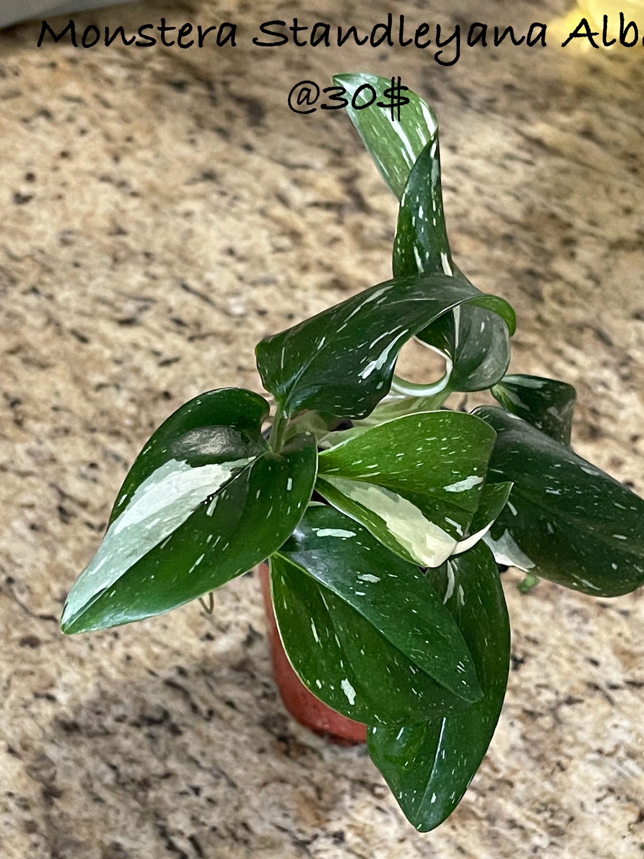 Monstera Standleyana Albo thumbnail
