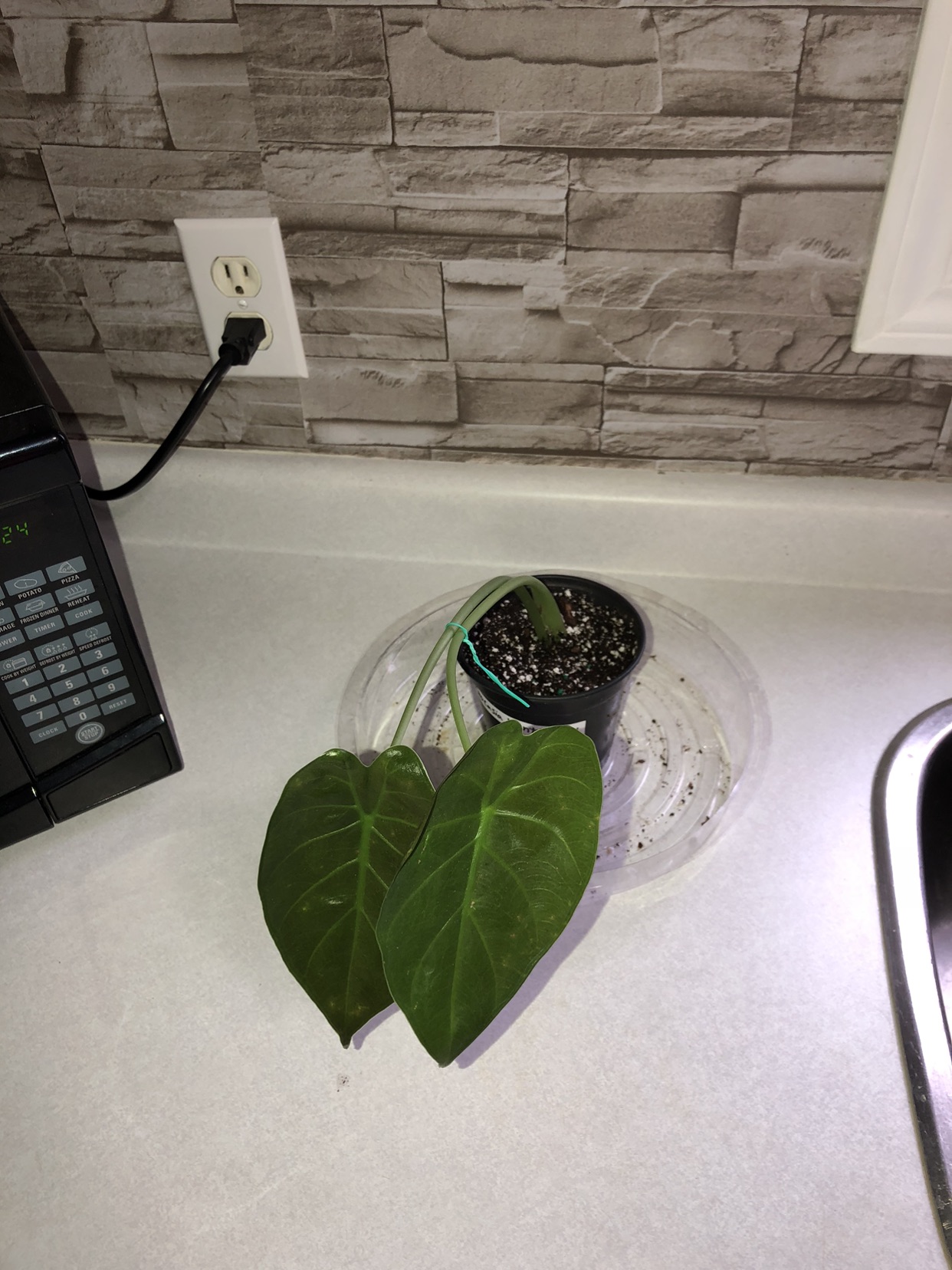 Alocasia Wentii Baby #4 🥕 - photo 2