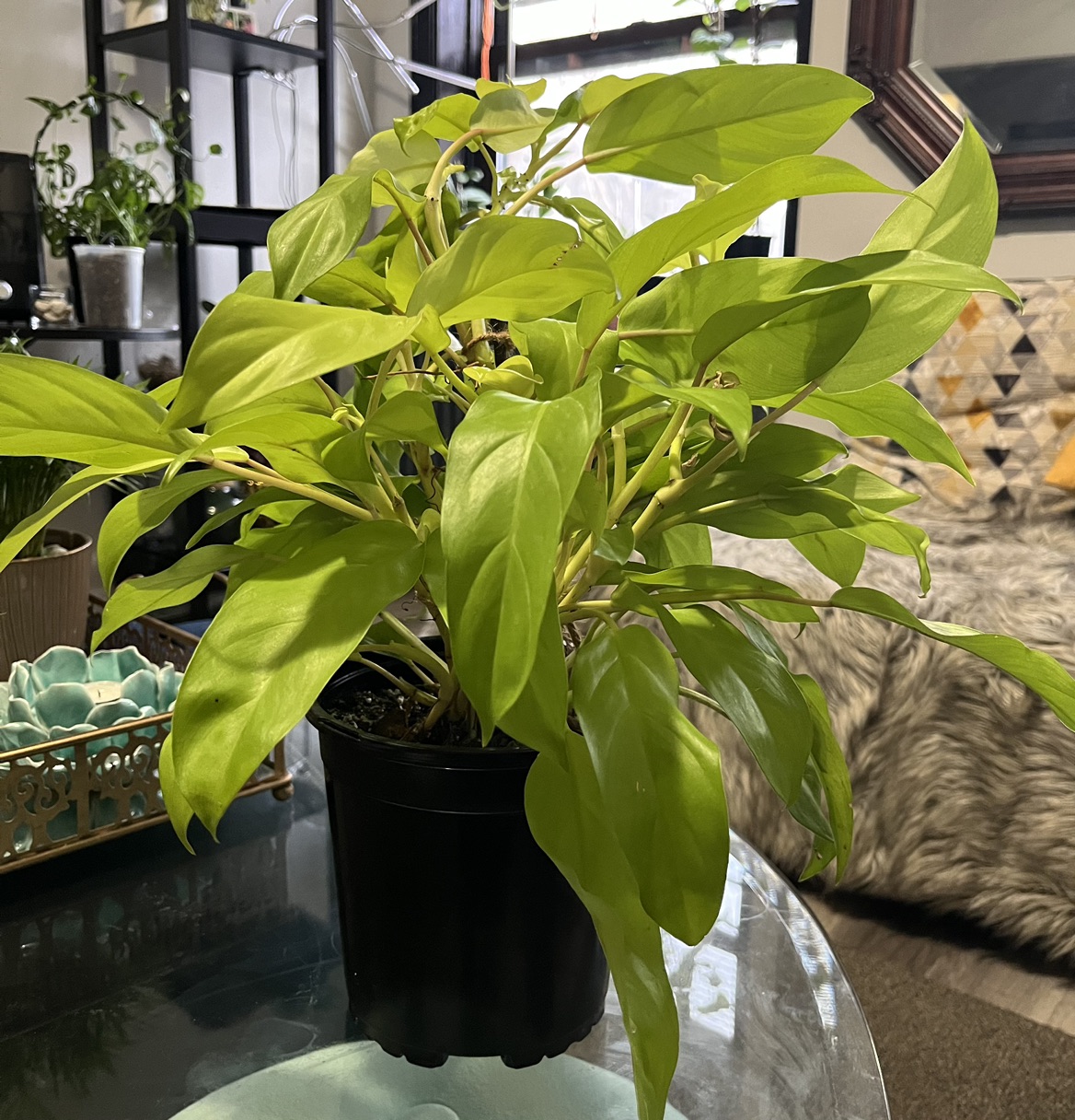 Philodendron Golden Goddess