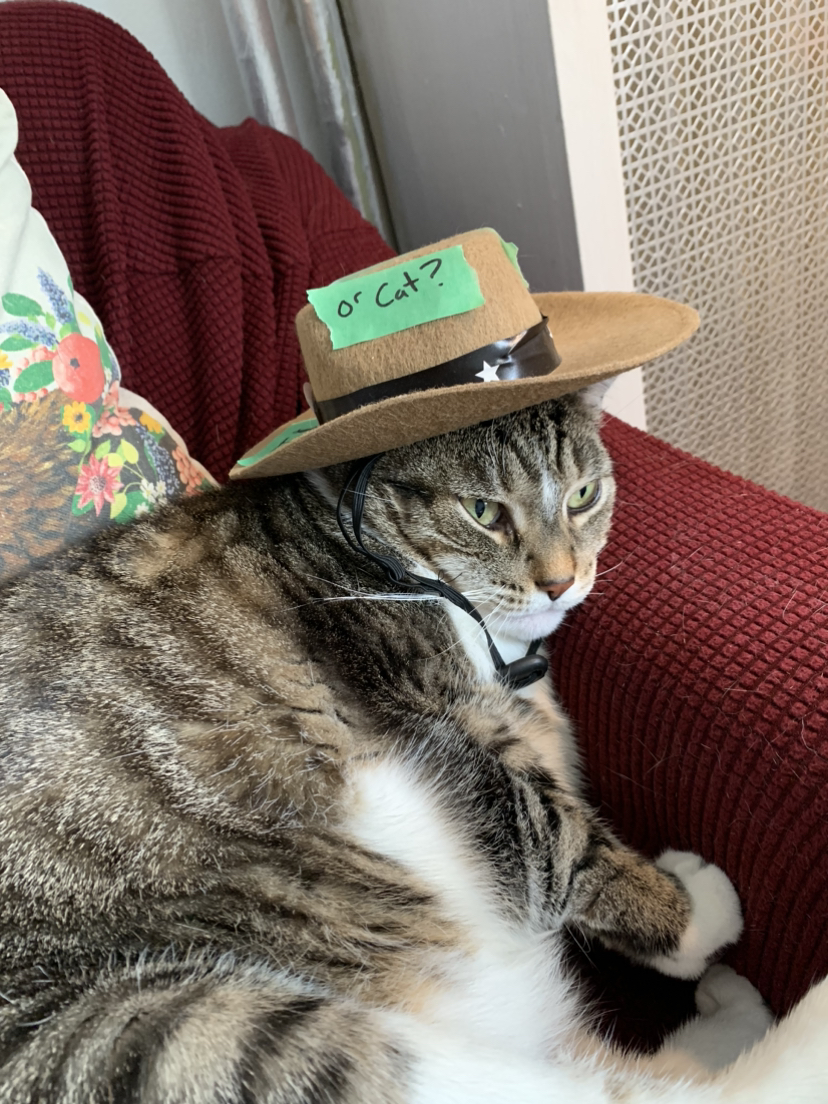 Cowboy Cat (or Small Dog) Costume with Bonus Hat image indicator(3)