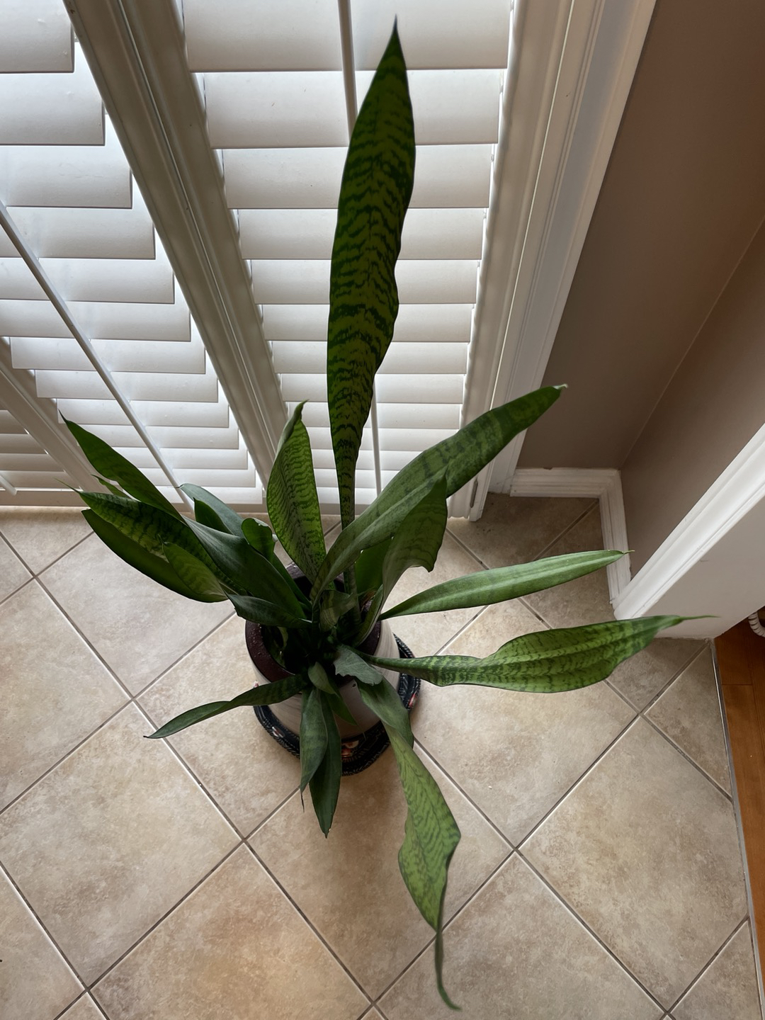 Free Plant (Sansevieria) - photo 2