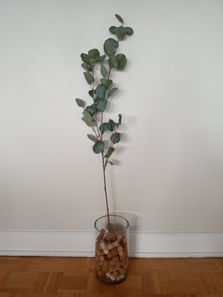 Eucalyptus stem🥕 thumbnail