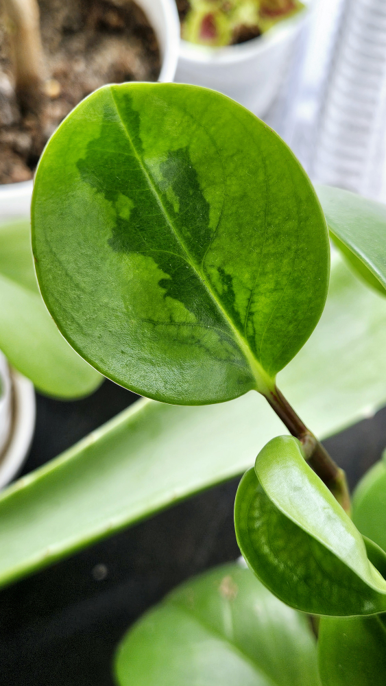 Variegated Peperomia Potted Plant thumbnail