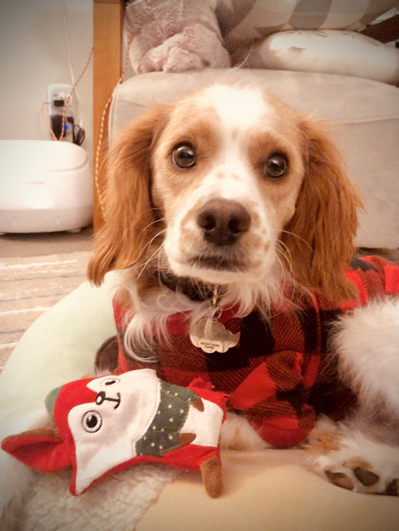 Dog Christmas outfits/pajamas - photo 4