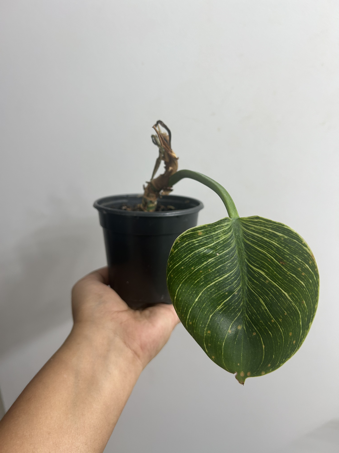 Philodendron Birkin #freecycle thumbnail