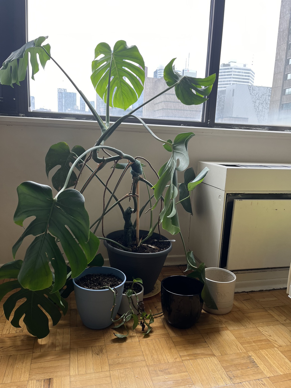 Plants and pots
