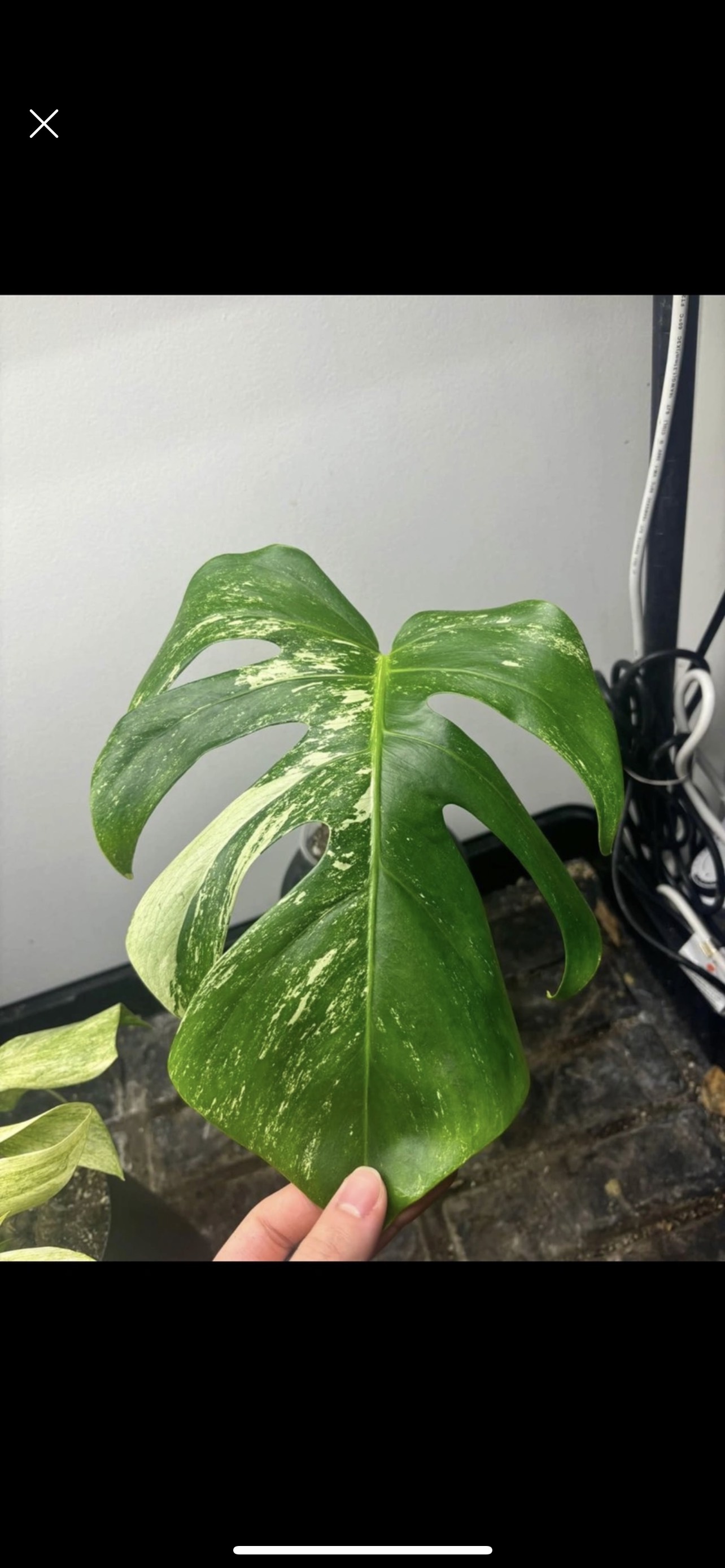 Huge leaf Monstera Thai Constellation- rooted