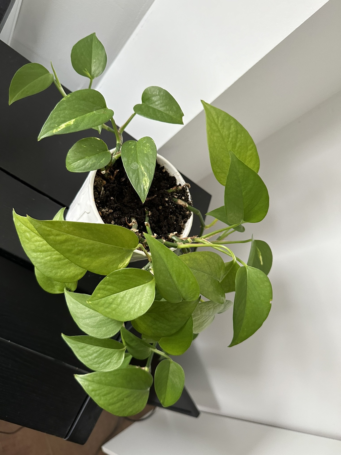 Potho image indicator(2)