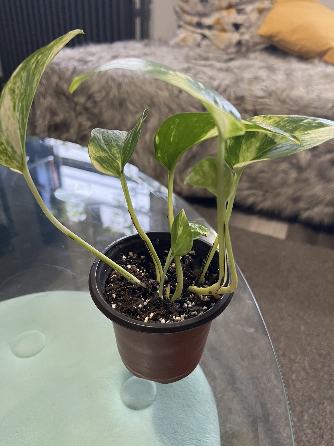 Golden pothos - photo 2