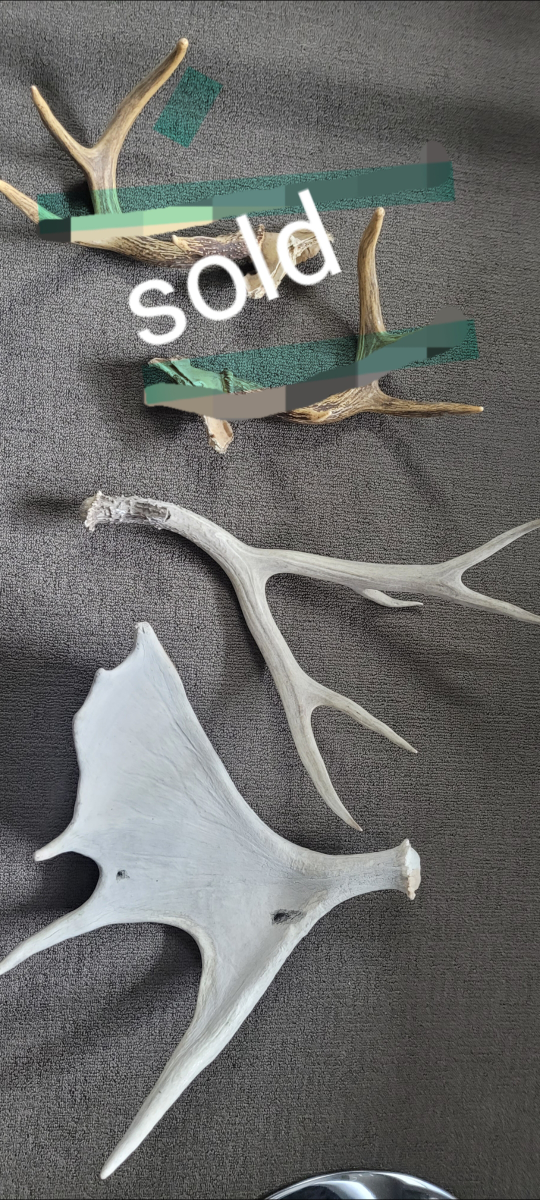 natural antlers